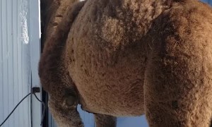 Friendly Camel Tries to Fit in Birdhouse