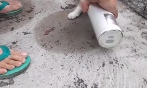 Toad Chasing Kitty Gets Caught in Thermos