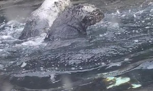 Otters Playing in Water