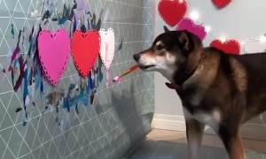 Doggo is an Expert Painter
