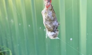 Bird Trapped in Spider's Web