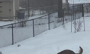 Great Reason to Get a Golden Retriever