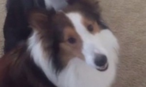 Dog Gets Totally Sold Out By Best Friend