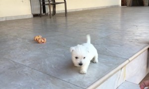 Confident Puppy Conquers Steps For The First Time