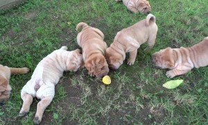 Curious Puppies Don't Know How To React To Lemon