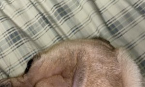 Doggy Takes a Tumble off Bed