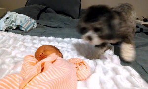 Puppy's Adorably Precious Reaction To Meeting Newborn Baby