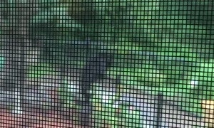 Bear Balances on Railing to Raid Bird Feeder