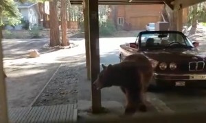 Bear Cubs Rummage Through Fridge