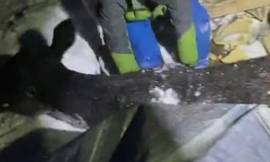 Saving Cows After Snow Causes Roof to Collapse