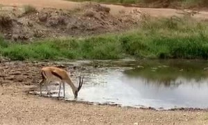 Speeding lion fails to catch gazelle in the Serengeti