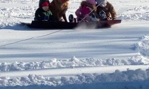 Dog Joins Family for Sledding Fun