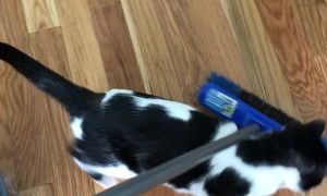 Adorable Foster Cat Helps out with Chores