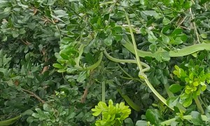 Tree Filled With Slithering Snakes