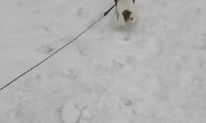 Sprinting Pup Pulls Snowboarder