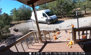 Package Delivery Driver Loses His Cool on Halloween Decorations