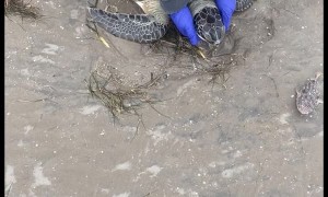Saving Cold Stunned Turtles at Boca Chica Beach