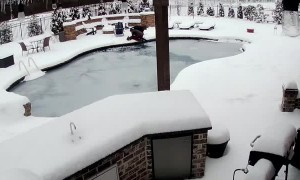 Dog Saved After Falling into Frozen Pool