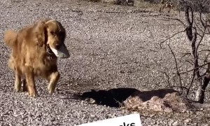 Pooch Adds to Her Pile of Rocks