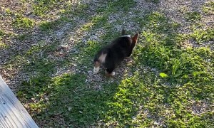 Puppy Gets Grumpy over Backyard Ledge