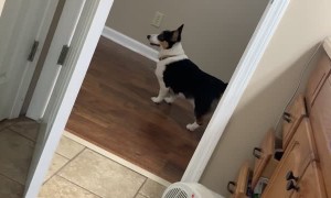 Corgi Just Keeps Going