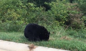 Bear Family Finds Yellowjacket Swarm in North Carolina Neighborhood