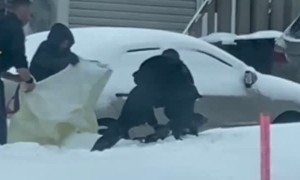 Canadian Police Try to Catch Seal