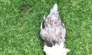 Rooster Buries His Head in the Lawn