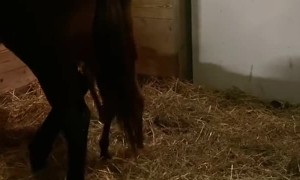 Foal Happy to See Human Friend
