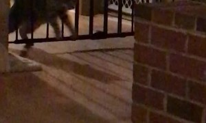 Cat's First Encounter with a Baby Gate