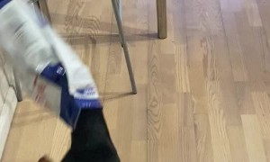 Hungry Doggo Gets Lost in the Food Bag