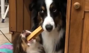 Priceless Dog Moments That Will Bring a Smile To Your Face