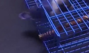 Blue Lovebird Has Big Brain