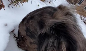 Curious Dog Smells Snow