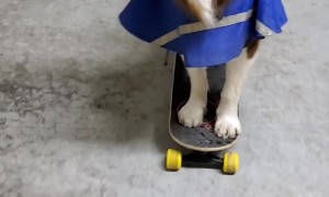 Dog with Neurological Disorder Balances Cup on Nose While Pushing Skateboard