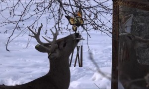 Rescued Deer Licks Wind Chimes