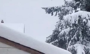 Squirrel Plows Through Thick Snow