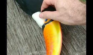 Angry Urutau and A Calm Tucan