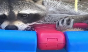 Hank the Happy Raccoon Loves His Swing