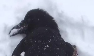 Happy Raven Loves His Tummy Rubbed