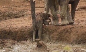 Elephants Rush Over To Help Calf Stuck In Mud Bank