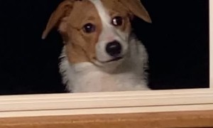 Dog Waits Outside for Dinner