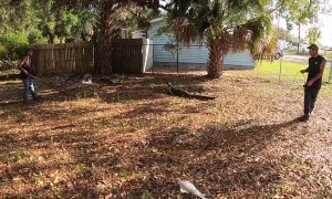 Riders Discover Camouflaged Gator