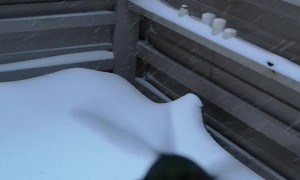 Hummingbird Perches on a Finger