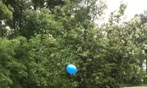 Playful Pooch Entertains Herself with a Balloon