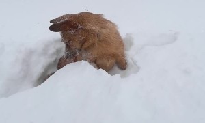 Happy Dog Tunnels Through Snow
