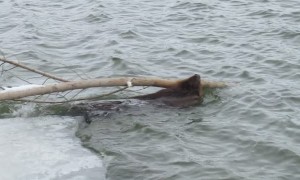 Ice Shelf Collapses under Heavy Beaver and His Branch