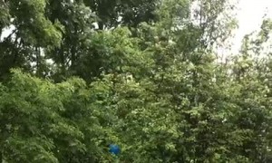 Mia the Dog Chomps at Bouncing Balloon