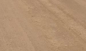 Wild Dingo Pack Wanders Across Strzelecki Track