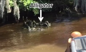 Swamp Man Throws Massive Wild Alligator